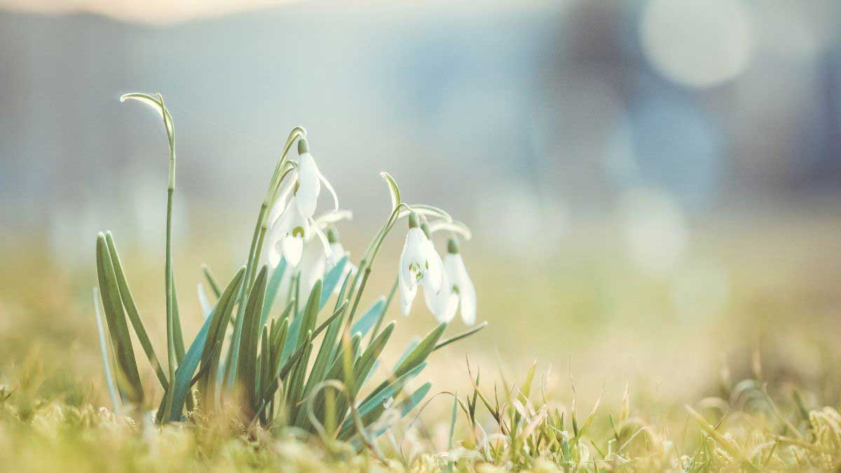 Feldenkrais im Frühling online und zuhause