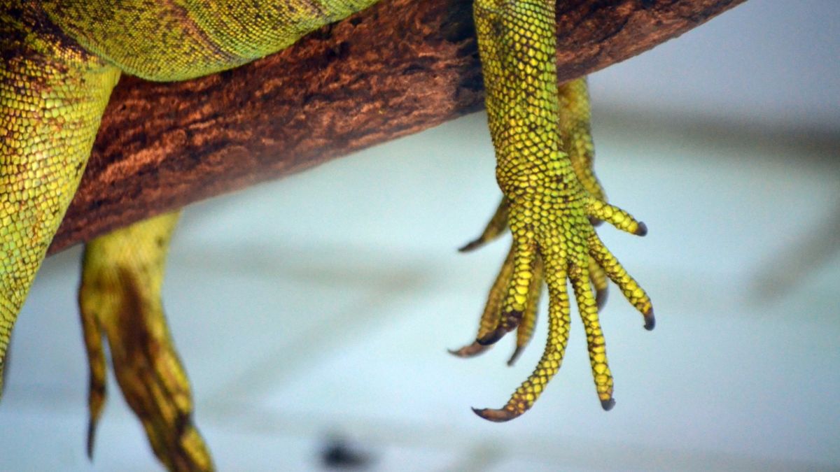 Bewegliche Hände – feine Geschicklichkeit für den Alltag