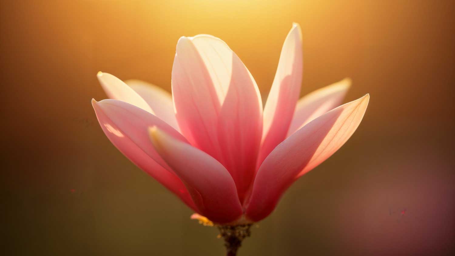 Das Becken neu entdecken – Kraft weiterleiten statt halten